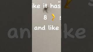 How r ppl not afraid of spiders?!? 🫢️️