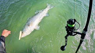 EXPLOSIVE Fishing on my Home Surf!! Striped Bass Blitz!