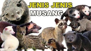 JENIS JENIS MUSANG DAN HARGANYA