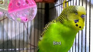 I Rock! - Boba the Budgie - Talking Parakeet