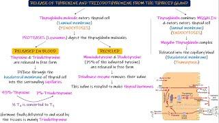 Release of Thyroid Hormone from the thyroid gland. Chapter 77 part 2. Guyton and Hall Physiology.