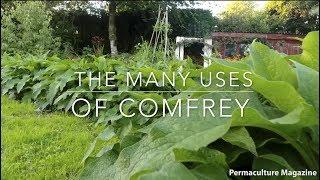 The Many Uses of Comfrey