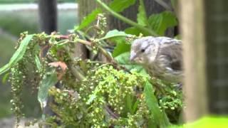 Mica Vasic - The breeding of the Goldfinch Carduelis carduelis balcanica