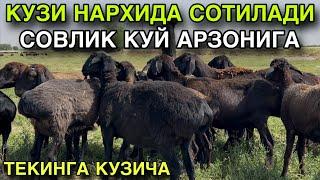 БУНДАН АРЗОНИ ЙУК! 26 МАЯ КАШКАДАРЁ ВИЛОЯТИ ГУЗОР СОВЛИК КУЙ НАРХЛАРИ 2025.