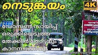 Nedumkayam Rain forest Nilambur