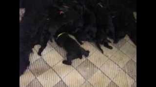 PUPPIES Black Russian Terrier !  Age 7 days.