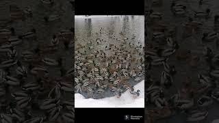 Утки зимуют в Москве / Ducks winter in Moscow