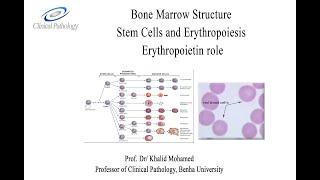 Vet Hematology Lecture 1 2 Erythropoiesis: Arabic tutorial