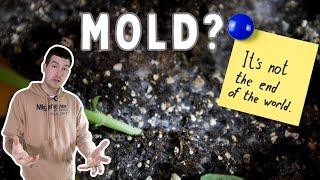 Mold Isn't Killing Your Plants - THIS IS! Grow Successfully Indoors Without Crazy Chemicals