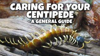 Caring for your Centipede: A General Guide