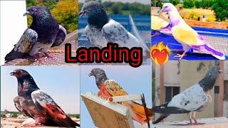 2024 ma kaboter ki pheli phert || Kamal ki Landing ️‍#kabootar #landing #viralvideo #trending