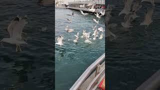 Amazing moment of Galata bridge, Istanbul beauty| Turkey