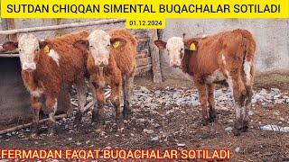 FERMADAN SIMENTAL BUQACHALAR SOTILADI#SIMENTAL#ANGGUS#avlikol