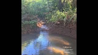 Water and Birds sounds in the Green nature valley in Faerie Glen