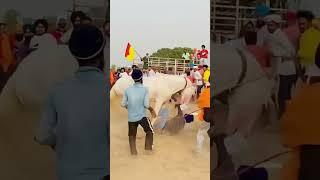 #ludhiana #punjabi #horse #race #horselover #terayaarbolda #daaku #india