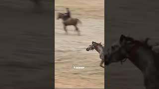 #buzkashi #kupkari #uloq #dushanbe #kokpar #tjk #uzb