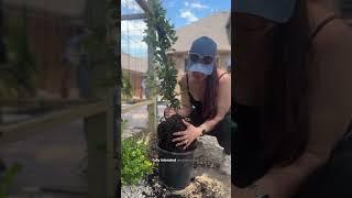 DIY Trellis Enclosure part ️would you rather pay 6k or build this?? Comment PLANTER for the