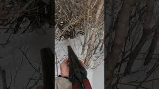 охота на зайца под речкой
