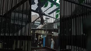 Burung kedasih gacor 