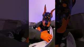 Rubber dobie need belly rub