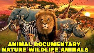 Animal Documentary 2021 Nature Wildlife Animals 2021 HD