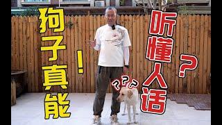 【养狗小白入门指南】狗狗到底能不能听懂人话