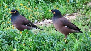 Common myna bird song /Indian maina sound /mynah singing