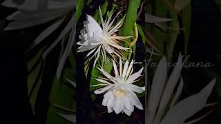 Brahma Kamal 🪷| ബ്രഹ്മകമലം | Queen of Nights #shorts #flowers