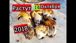 Белые Грибы В ПОДМОСКОВЬЕ, 14 ОКТЯБРЯ 2018