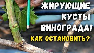 Как остановить жирование кустов винограда ?