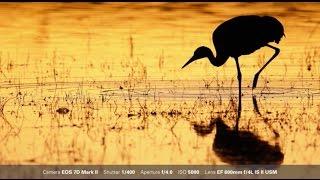 Canon: Bird Photography with Arthur Morris: One Shot and AI Servo AF