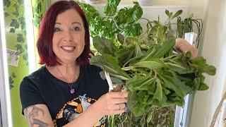 HOW TO HARVEST YOUR INDOOR GARDEN TOWER - GARDENING FOR BEGINNERS