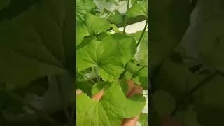 hydrophobic farming