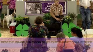 Payton Guenther | Fillmore County | Reserve Grand Champion Dairy Type Market Goat Wether