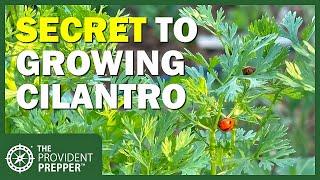 The Secret to Growing a Bumper Crop of Cilantro Every Year