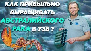 Обзор УЗВ ПО ВЫРАЩИВАНИЮ австралийского КРАСНОКЛЕШНЕГО РАКА | Бизнес идеи 2022