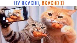 НЕ ПО ВКУСУ ВКУСНО, НО ПО СУТИ ВКУСНО ))) | Приколы с котами | Мемозг 1455