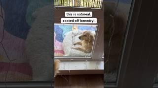 Oatmeal’s first time on Benadryl was… interesting #FunnyDog #benadryl
