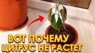 ГЛАВНЫЙ СЕКРЕТ ЦИТРУСОВ! / КАК правильно ухаживать за цитрусовыми?