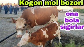 Kogon mol bozori ona bola sigirlar narxlari 17/07/2022