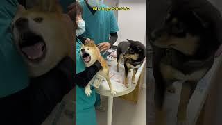 Dogs are afraid of shots #dog #pets #foryou #cutedog
