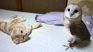 My barn owl and cat