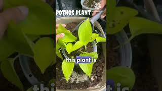 "Top 5 Indoor Plants to Transform Your Living Space!" #nature #indoorplants #plant #gardener #top5