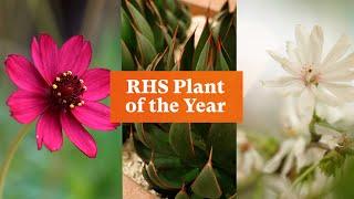 And the winners of RHS Plant of the Year 2024 are... | The RHS