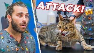 This Cat is A TIGER!!! (Strong Cat Attacks Veterinarian!)