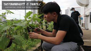 Sustainability @SHATEC: Harvesting from our Edible Garden