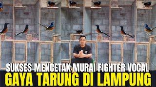 KISAH SUKSES PETERNAK BURUNG MURAI BATU FIGHTER VOCAL GAYA TARUNG ADA SUGIK ALFAREZ BIRDFARM LAMPUNG