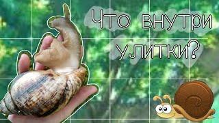 Что внутри моей улитки? Как узнать что Ахатина беременная | Скоро улитка отложит кладку |