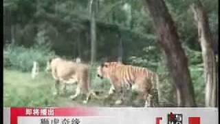 Tiger vs Lion, Tiger much taller than African Lion.