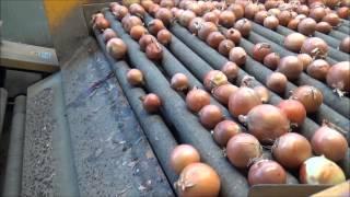 R.G. linea cipolle - R.G. onions processing line